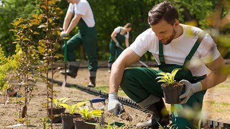 growing landscaping company has employees plant new garden